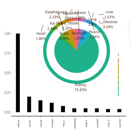 (3) Proportion of Cluster 1 across organs and its top protein expression.