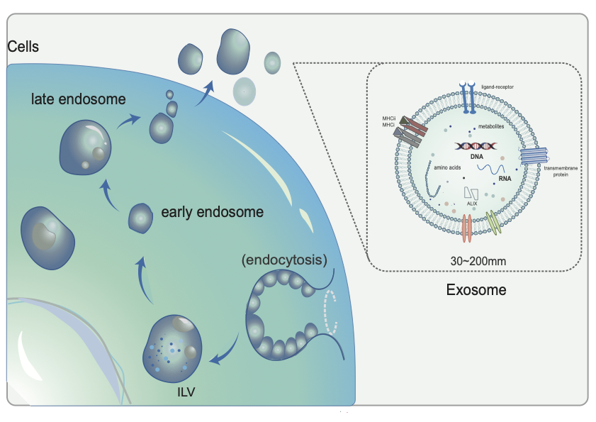 Sketch of Single Vesicles